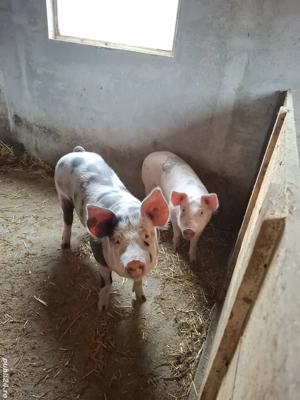 porci de vânzare 