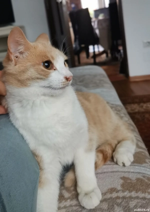 Donam pisoias  - imagine 2