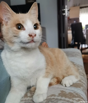 Donam pisoias  - imagine 3