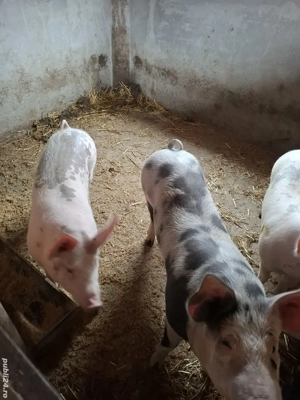 porci de vânzare  - imagine 3