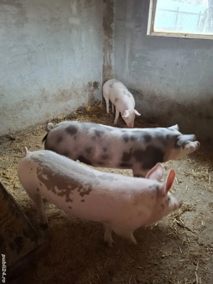 porci de vânzare  - imagine 4