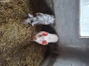 porci de vânzare  - imagine 2