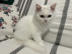 Pui British Shorthair Longhair White&Lilla(crem) - imagine 2