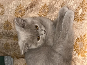 Pui British Shorthair Longhair White&Lilla(crem) - imagine 4