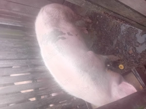 Vind porc și purcea200kg porcu 180kg pret 17 lei kg