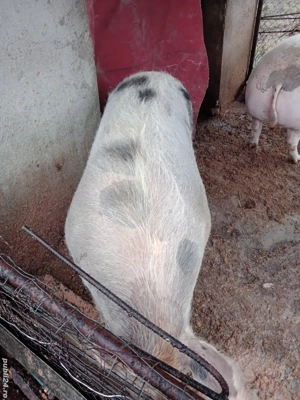 Se vinde pentru Crăciun 