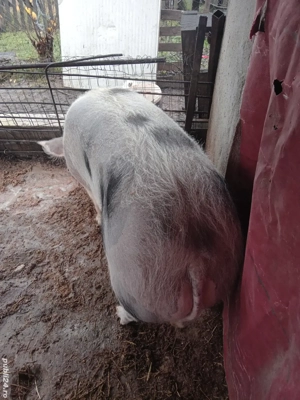 Se vinde pentru Crăciun 