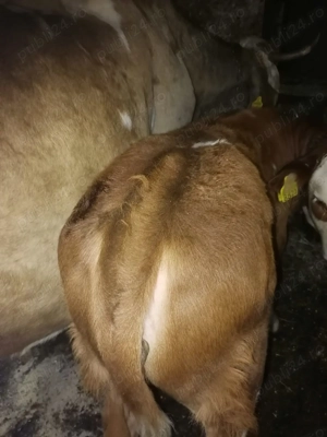 Vaca cu vițel de vânzare  - imagine 2