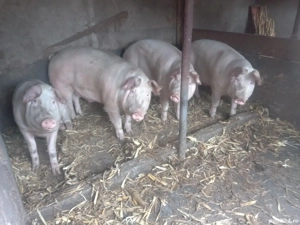 Vand Porci - imagine 5