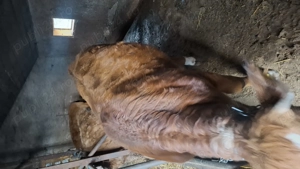 Vand vitica - imagine 2