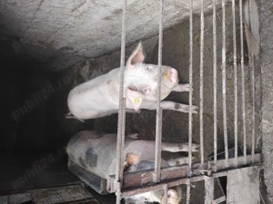 Vând porci de carne  - imagine 3