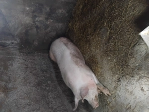 Vând porci de carne  - imagine 2