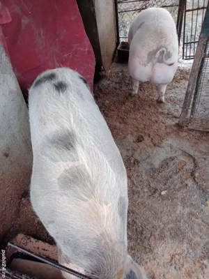 Se vinde pentru Crăciun  - imagine 2