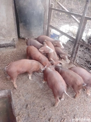 Vand porci Duroc de la 100 300kg - imagine 3
