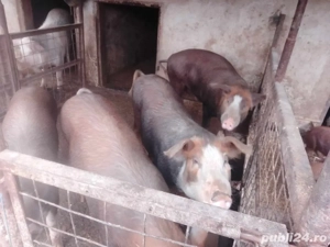 Vand porci Duroc de la 100 300kg - imagine 2