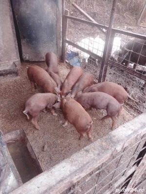 Vand porci Duroc de la 100 300kg - imagine 4