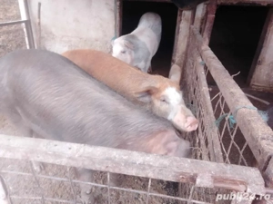 Vand porci Duroc de la 100 300kg
