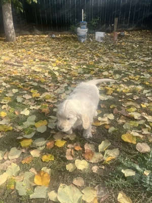 Pui Golden Retriever - imagine 2