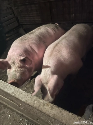 porci de vanzare   - imagine 2