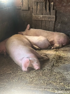porci de vanzare   - imagine 3