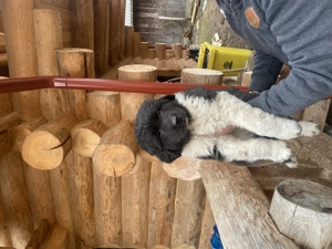 Vand catel ciobanesc de bucovina  - imagine 3