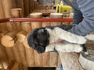 Vand catel ciobanesc de bucovina  - imagine 2