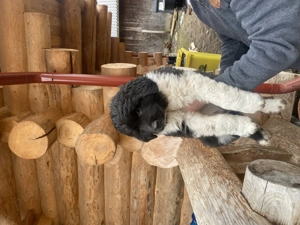 Vand catel ciobanesc de bucovina  - imagine 4