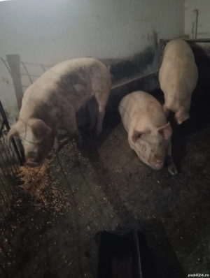 porci grași  - imagine 3