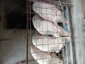 Vând porci de carne 110si160kgv