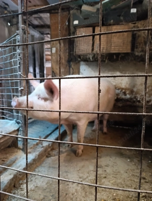 Vand scroafa 230kg+ - imagine 3