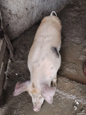 Vând porc  - imagine 2