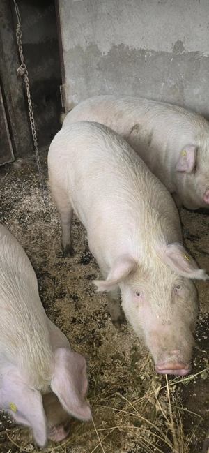 Porc rasa smithfield de vanzare 140 kg 16 oer kg - imagine 3