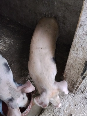 Vând porc  - imagine 3