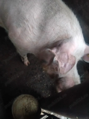 Porci de vanzare  - imagine 3