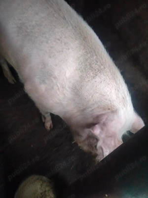 Porci de vanzare  - imagine 5