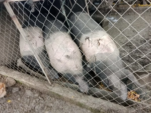 Porc de vânzare  - imagine 2