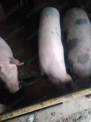 Porci de vanzare  - imagine 4
