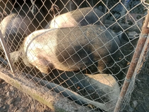 Porc de vânzare  - imagine 4