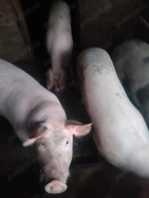 Porci de vanzare  - imagine 2