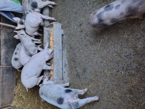 Purcei de vanzare - imagine 3