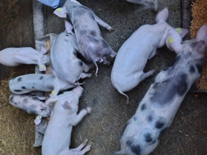 Purcei de vanzare - imagine 2