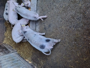 Purcei de vanzare - imagine 4