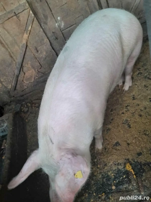 vand porcii  - imagine 4