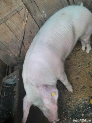 vand porcii  - imagine 3