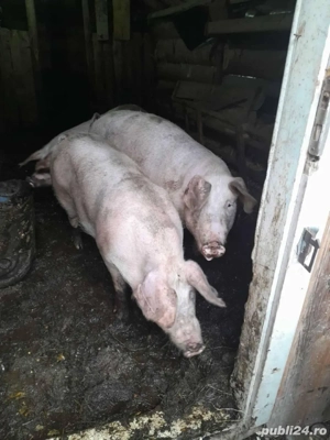 vand porcii  - imagine 2