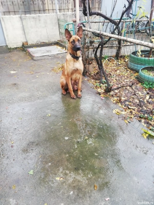 Vând căței belgieni 6 săptămâni  - imagine 3