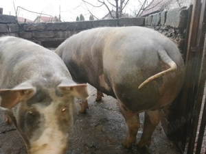 Van porci de carne - imagine 2