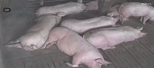 Porci de carne rasa Pic - imagine 2