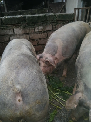 Van porci de carne - imagine 3