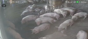 Porci de carne rasa Pic - imagine 5